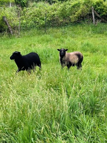 Feeder Lambs ( Sheep )