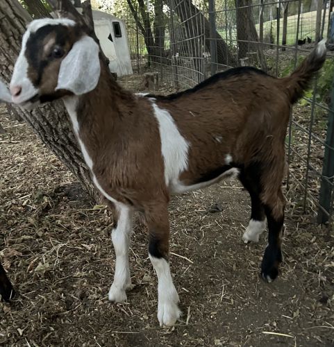 For Sale: Goat Bucks Nubian Alpine Mix ( Goats )