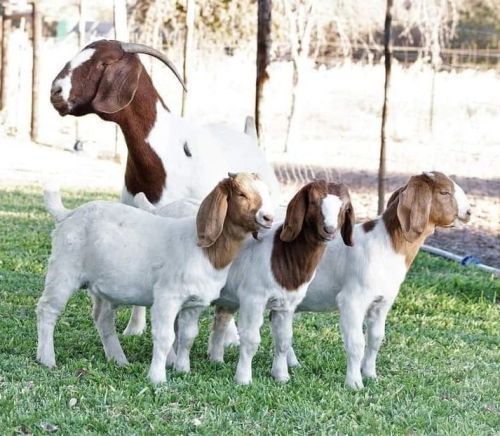 Boer Goats For Sale ( Goats )