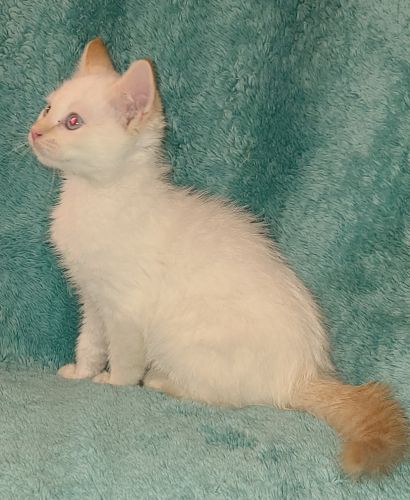 Adorable 3 Month Old Flame Point Siamese Male Kitten-sapphire (  )