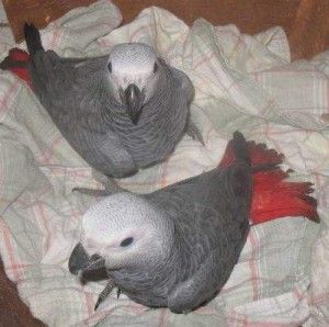 Pair Of Talking African Grey Parrots ( Birds )