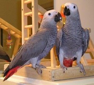 Affectionate African Grey Parrots For Sale ( Birds )