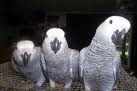 Adorable African Grey Parrots For Sale ( Birds )