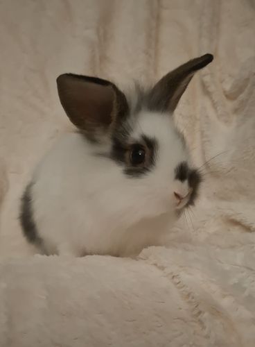 For Sale Rex Bunnies ( Pets )