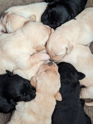 Labrador Retriever Puppies ( Dogs )