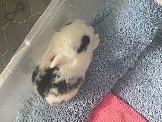 Baby Bunny Rabbits For Sale ( Rabbits )