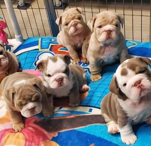 Litter Of Bulldog Puppies Ready For Rehoming ( Dogs )