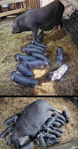 Meishan Feeder Pigs Available ( Hogs )