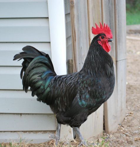 Australorp Rooster ( Birds )