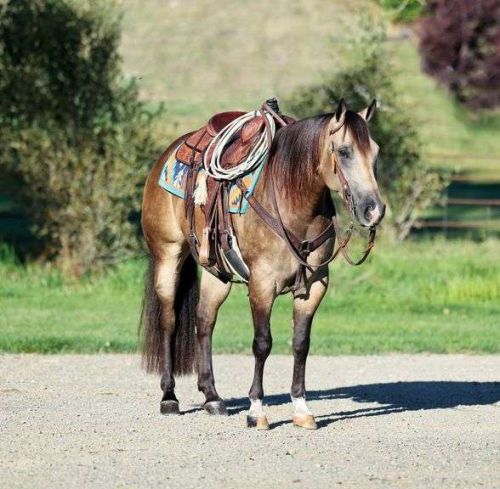 Quarter Horse Dappled Buckskin Mare ( Horses )