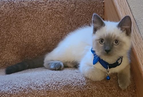 Siamese Kittens.  Blue Point, Flame Point And Seal Point Kittens Avai