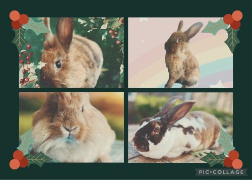 Cheap Rabbits For Sale But High Quality ( Rabbits )