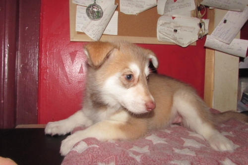 Wolf Hybrid For Sale ( Dogs )