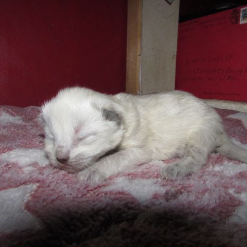 Ragdolls For Sale (  )