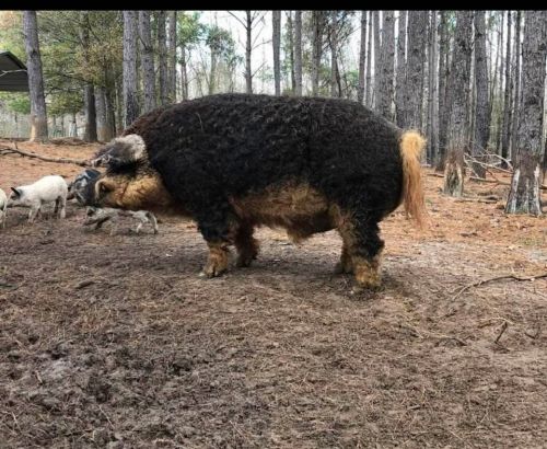 Mangalitsa Pigs For Sale ( Hogs )