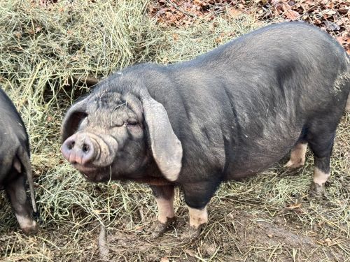 Meishan Pigs For Sale ( Hogs )