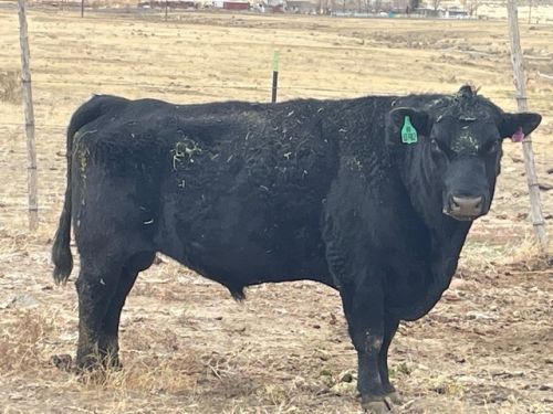 For Sale: Black Angus Bull ( Cattle )