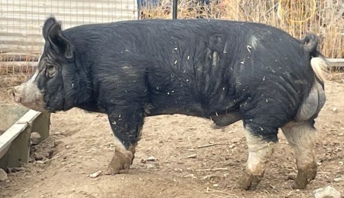 For Sale: Boar ( Hogs )