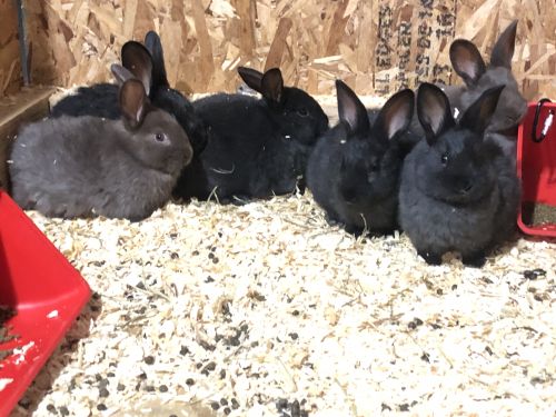 Silver Fox Rabbits For Sale (  )