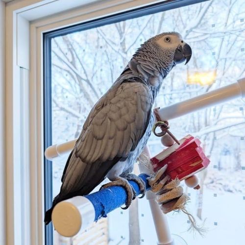 African Grey Parrots For Sale ( Birds )