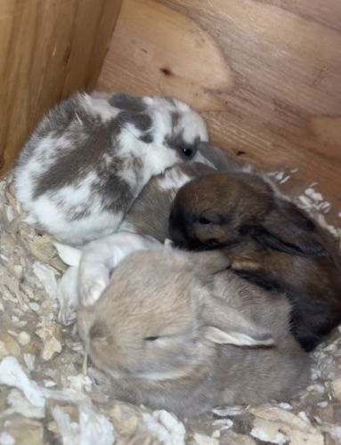 Holland Lop Bunnies ( Pets )